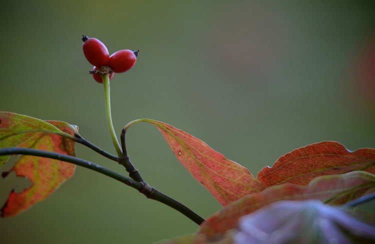The bright red berries of a flowering dogwood (Cornus florida) are beautiful and totally capture autumn. These are from a large tree at Greenbo Lake in Kentucky.