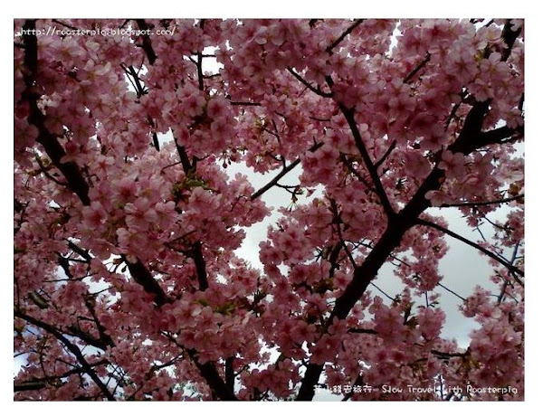 櫻華初現,2013年3月 日本關西東海 櫻花實拍