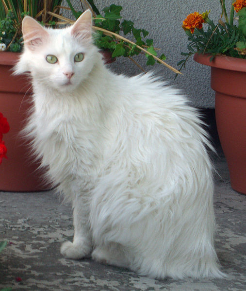Turkish Angora Cats Information-Facts & Pictures | All Wildlife Photographs