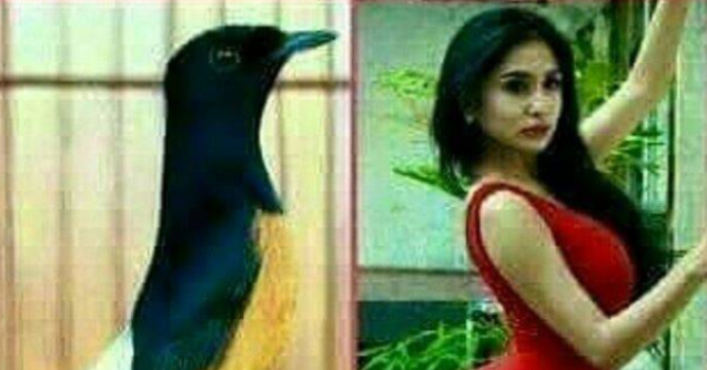 Kumpulan Meme Burung Lucu Sebagai Penghibur Di Kolom Komentar