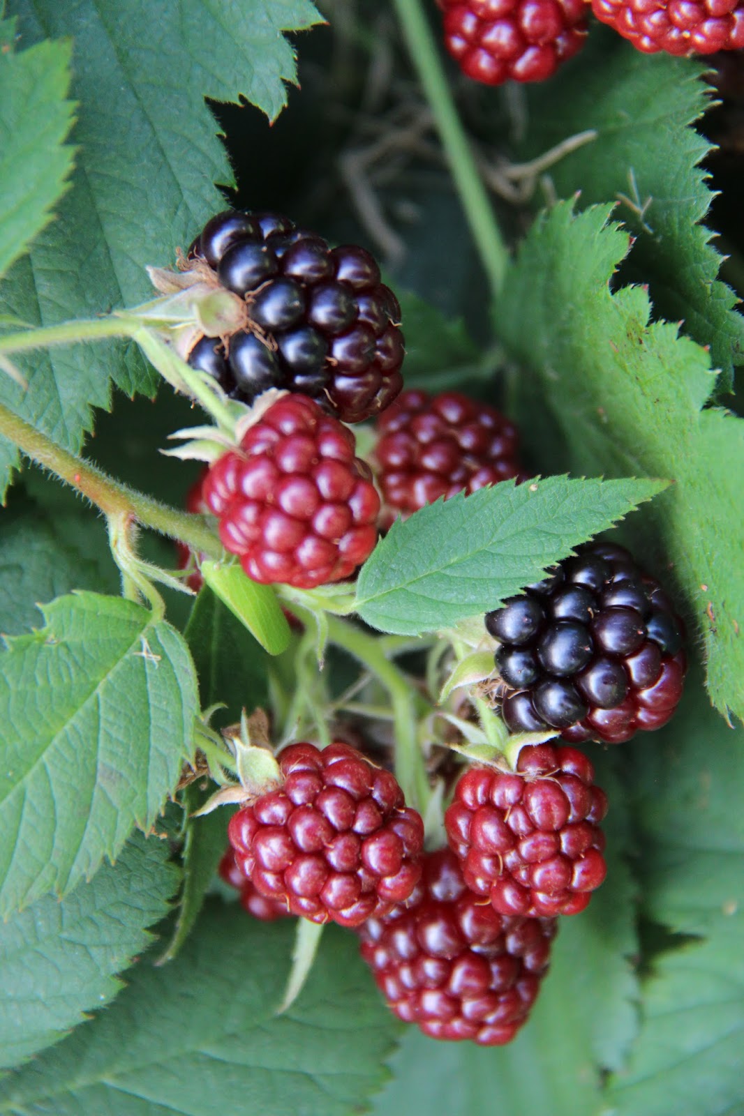 Les jardins partout Blackberries