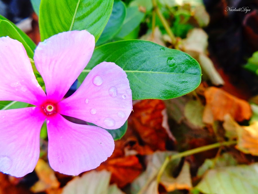 Inilah Asal Warna-Warni Daun ~ Sisi Mikro