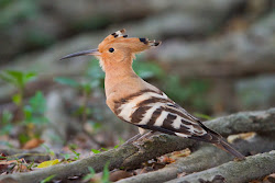 hoopoe eurasian bird hong kong crow faeces self birding flies strange