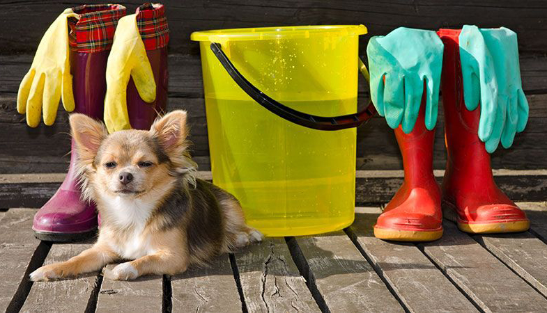 10 Spring Cleaning Tips For Dog Owners Australian Dog Lover