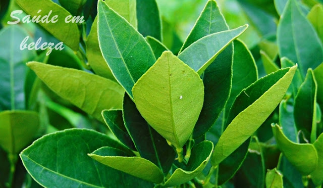 Benefícios do chá de folhas de laranjeira
