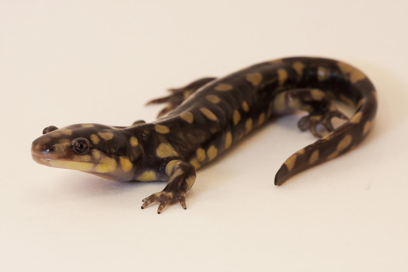 Salamander-Shmalamander: Salamander Photoshoot