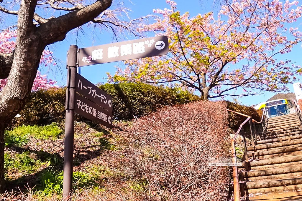 日本賞櫻,河津櫻,松田町賞櫻祭,河津櫻富士山,西平畑公園,