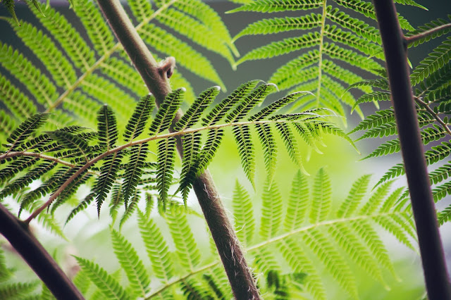 photo of ferns