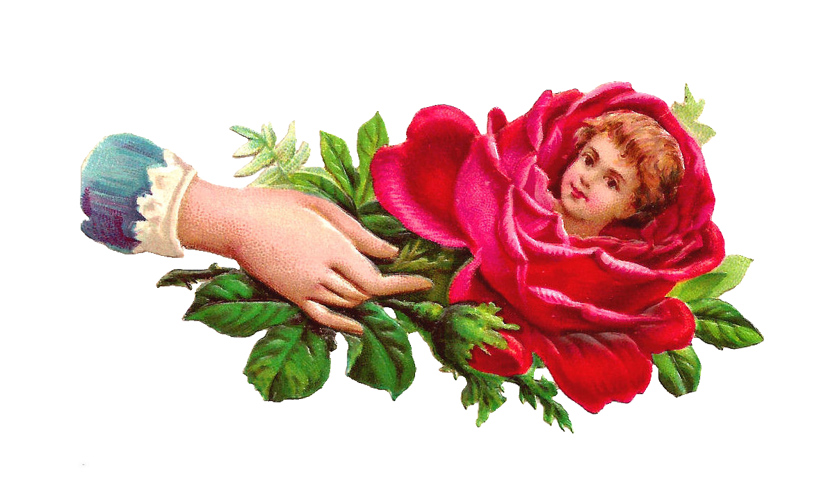 Antique Images Free Flower Clip Art Red Rose Victorian Hand Whimsy