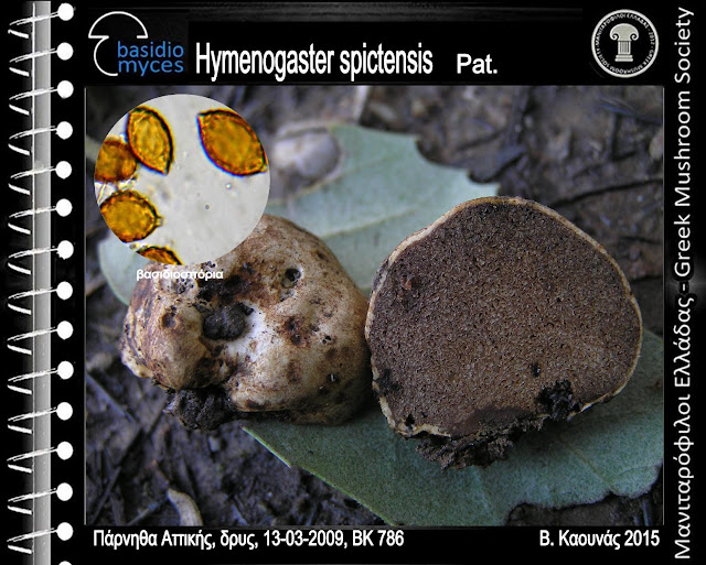 Hymenogaster spictensis Pat.