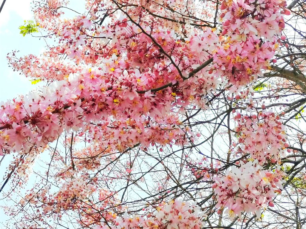 賞花打卡新熱點|南化區玉山寶光聖堂「花旗木」綻放中