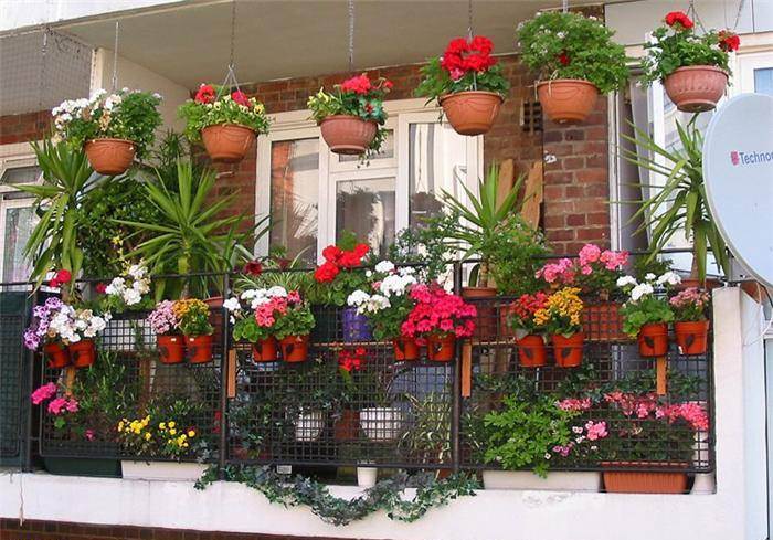 Cara Menanam Sayuran Di Pekarangan Rumah - Belajar Berkebun