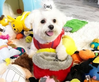 bichon maltes con peluches perro maltes jugando