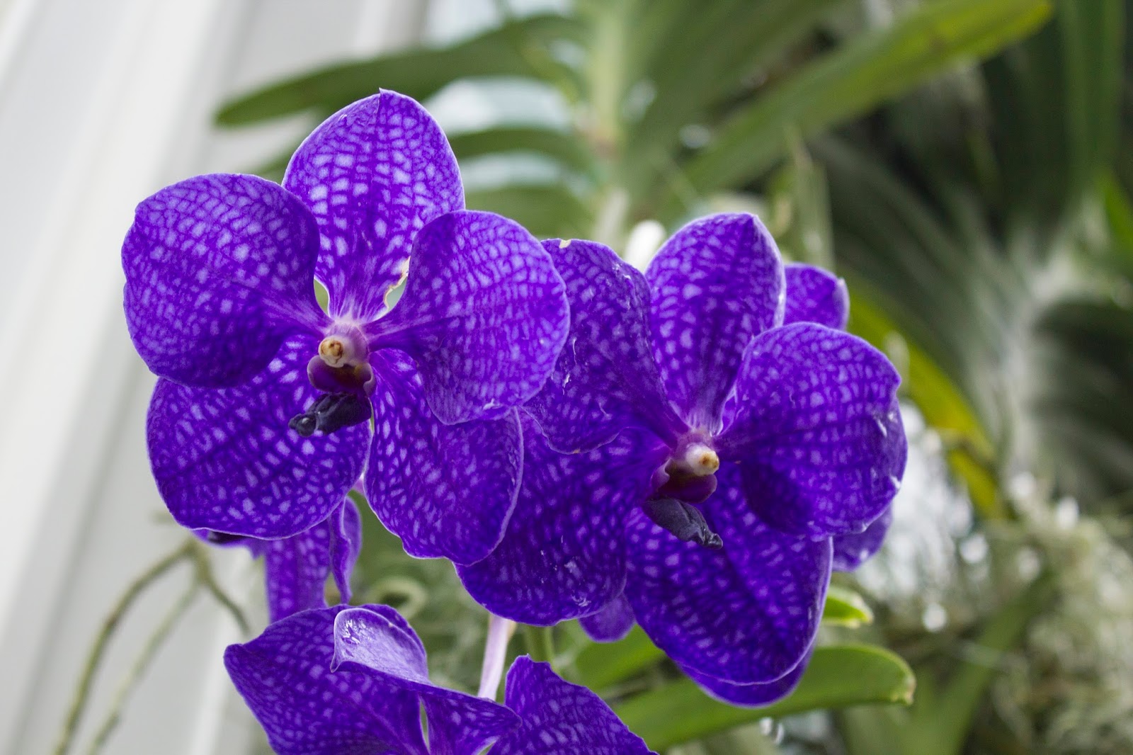 Maria's Orchids A classic blue orchid Vanda Pachara Delight
