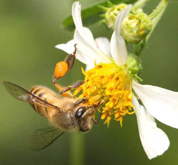 apis cerana, bee species, honey bee species