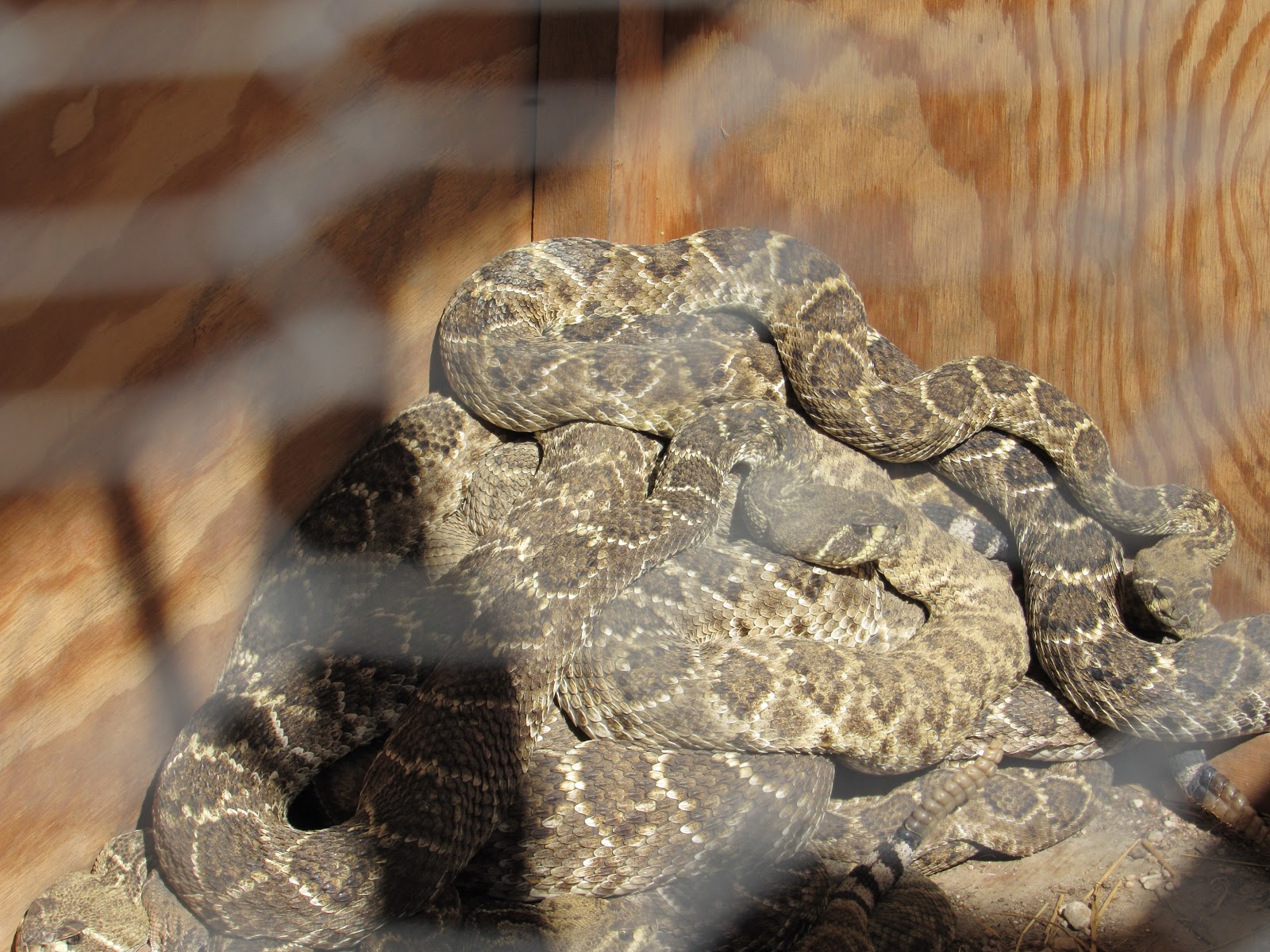 Lometa (TX) Diamondback Jubilee and Rattlesnake Round Up