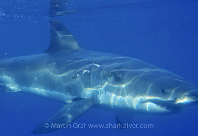 Who is more aggressive,  a Bull Shark or  a Great White?