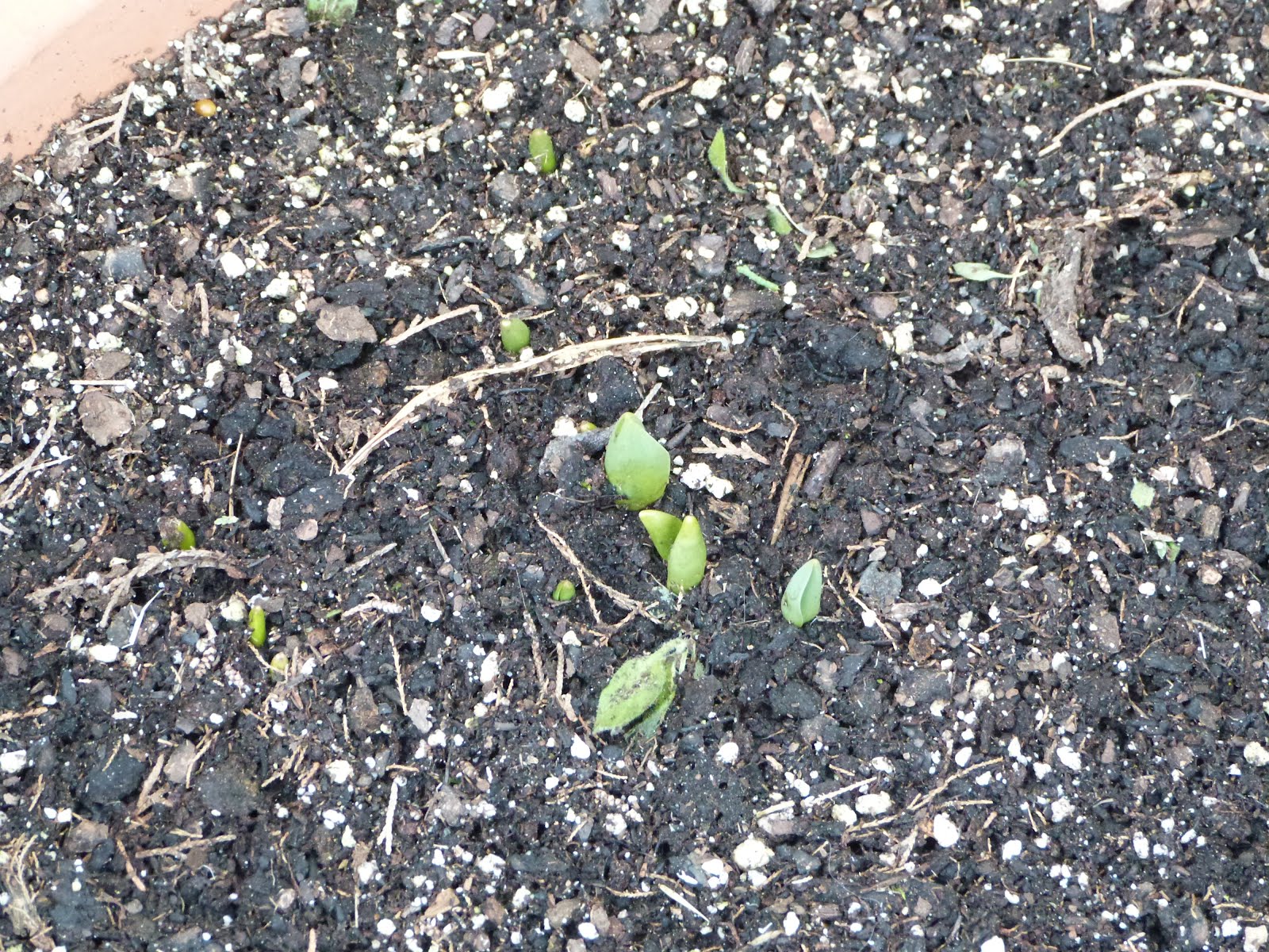 Las Flores de mi Jardín: febrero 2012