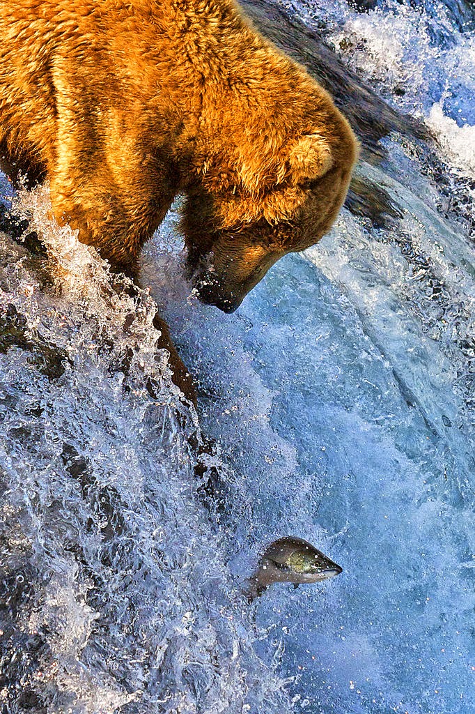 Alaska_Bear