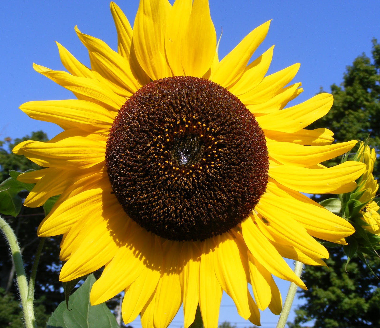 Ten kids and a Dog You are My Sunshine.....