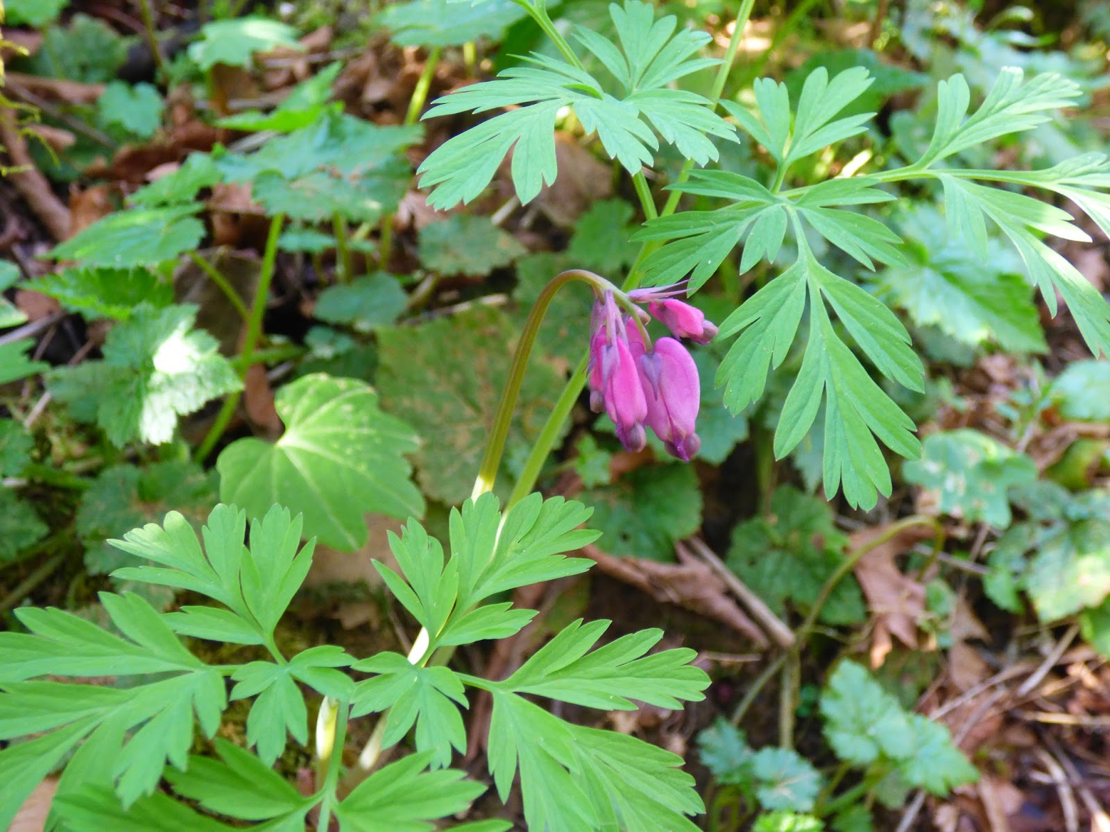 Wildflowers Spring Woodland Wildflowers