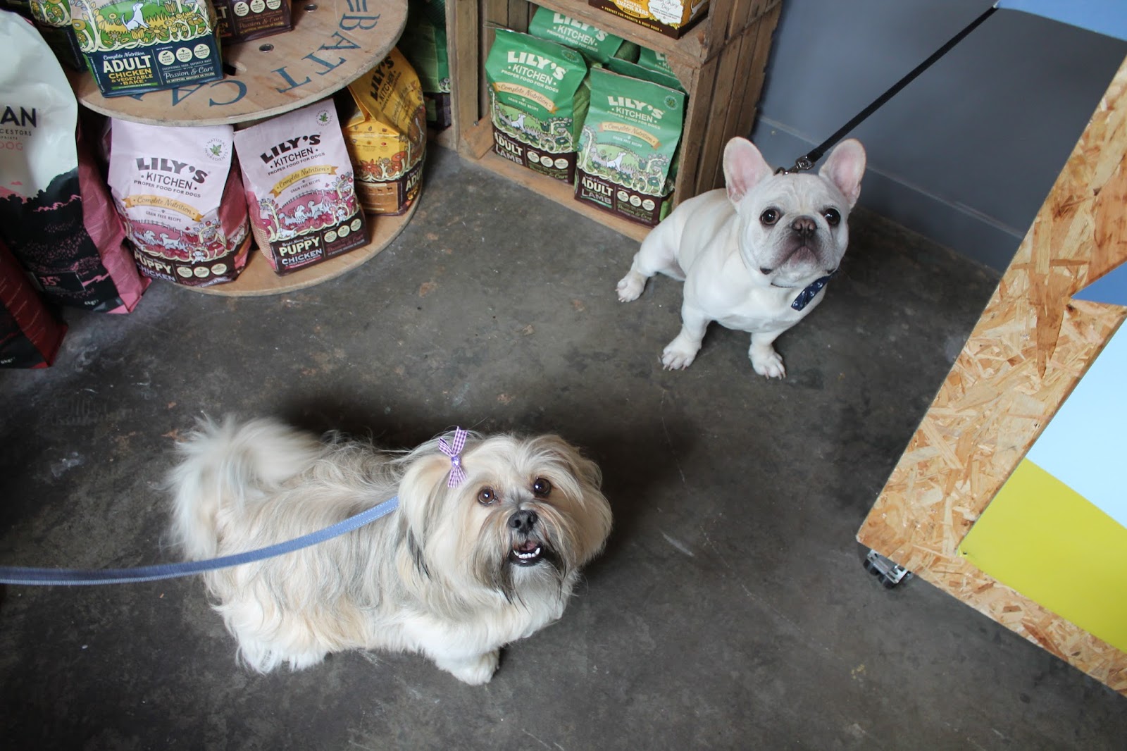 Hounds NewcastleUnderLyme Staffordshire Paws across Britain