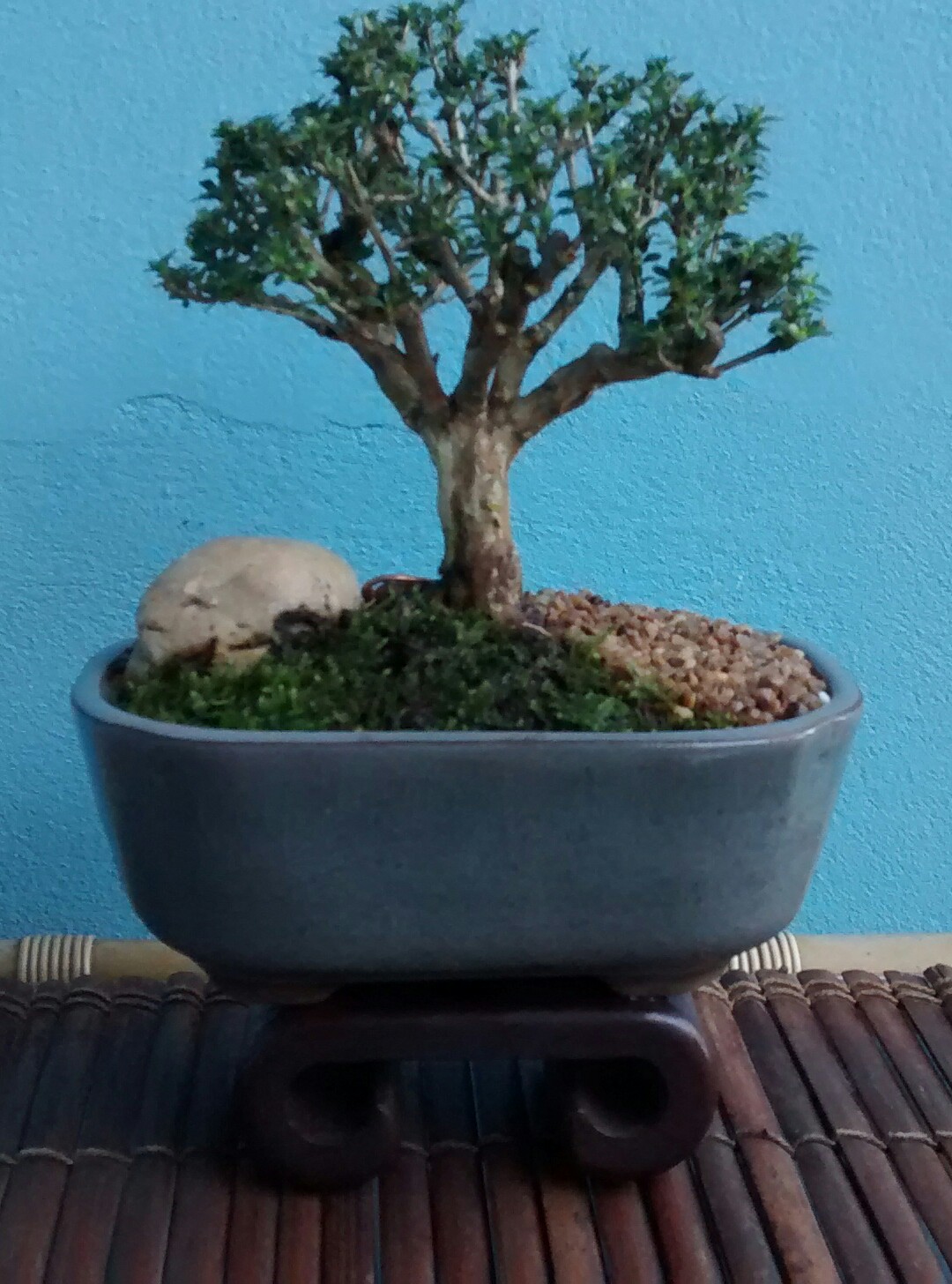 Oficina de Bonsai, atual Ferragem Bonsai, venda de bonsai, manutenção e