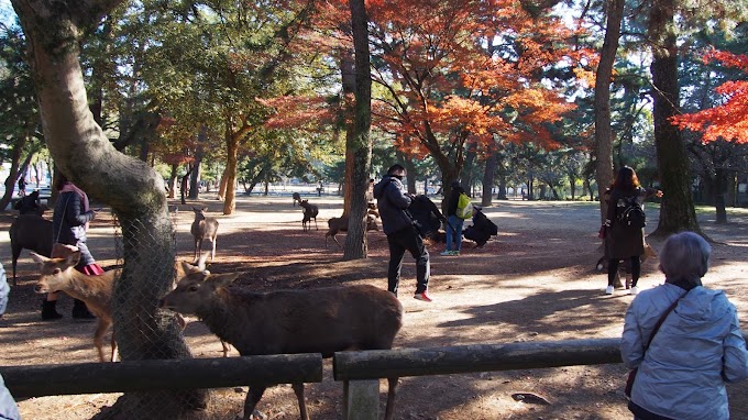 Lets go to Nara, Japan | Osaka, Japan