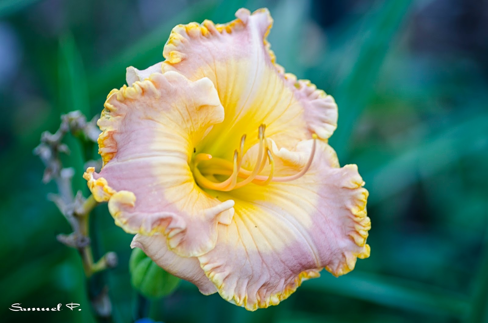 Hémérocalles Daylilies Mandarin Seas (Stamile, 2003)