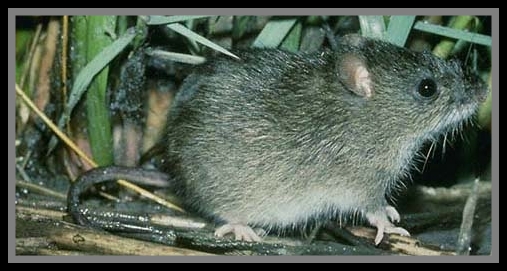 Beszamel i spółka bez ograniczeń Gryzonie z rodzaju Oryzomys, szczury