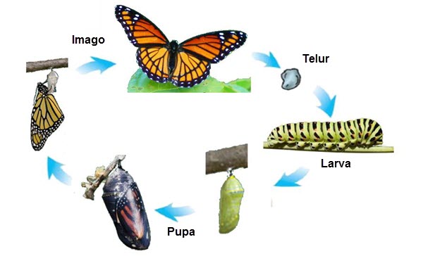  Daur  Hidup  Kupu kupu Rangkuman Pengetahuan Alam Lengkap