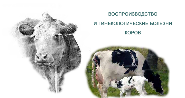 Воспроизводство и гинекологические заболевания коров