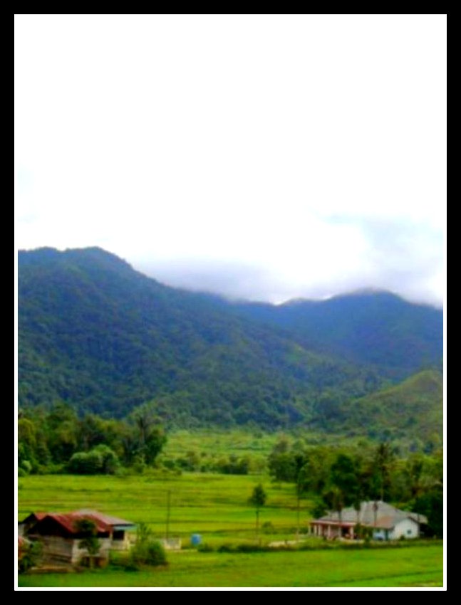 Alam Desa Lumban Lobu di Pagi Hari POMPARAN OP SONDANG Alam Desa Lumban Lobu di Pagi Hari POMPARAN OP SONDANG