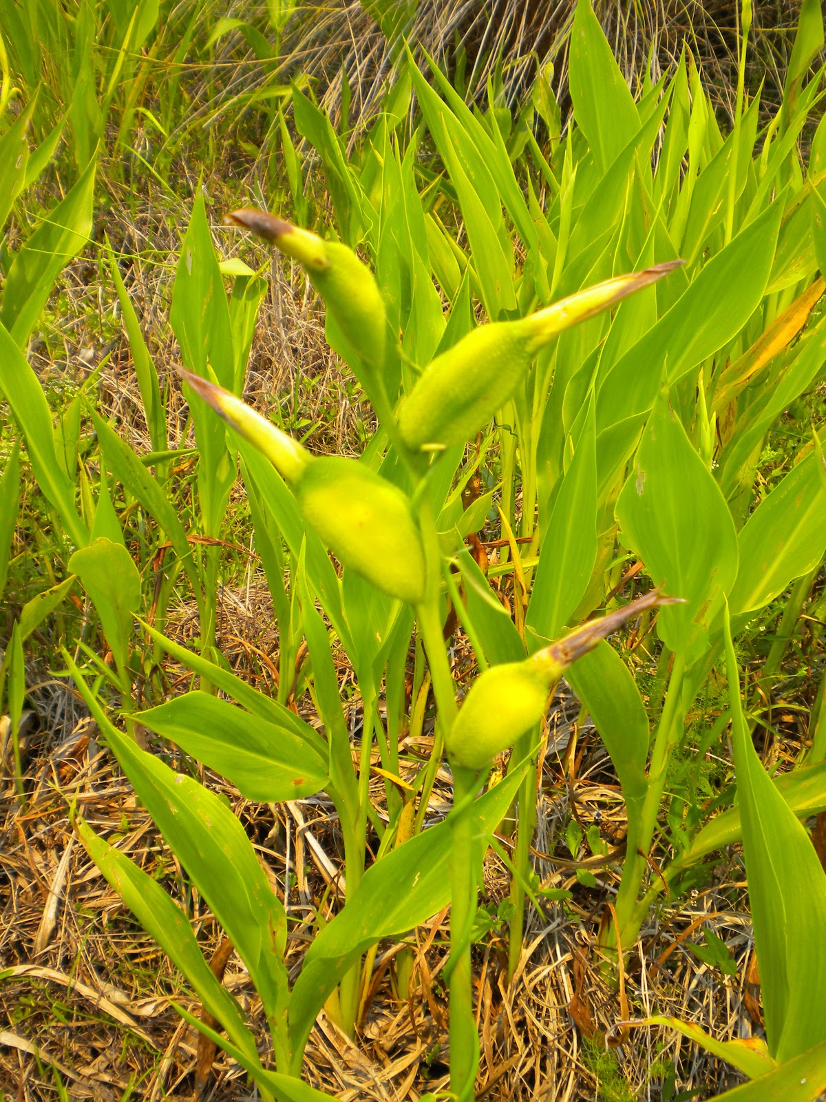 Panther Island Adventures Plant of the Week April 25 Bandannaofthe