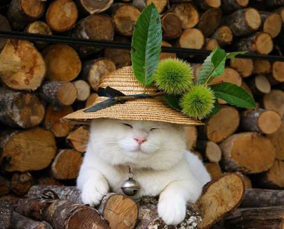 Gambar gambar kucing comel