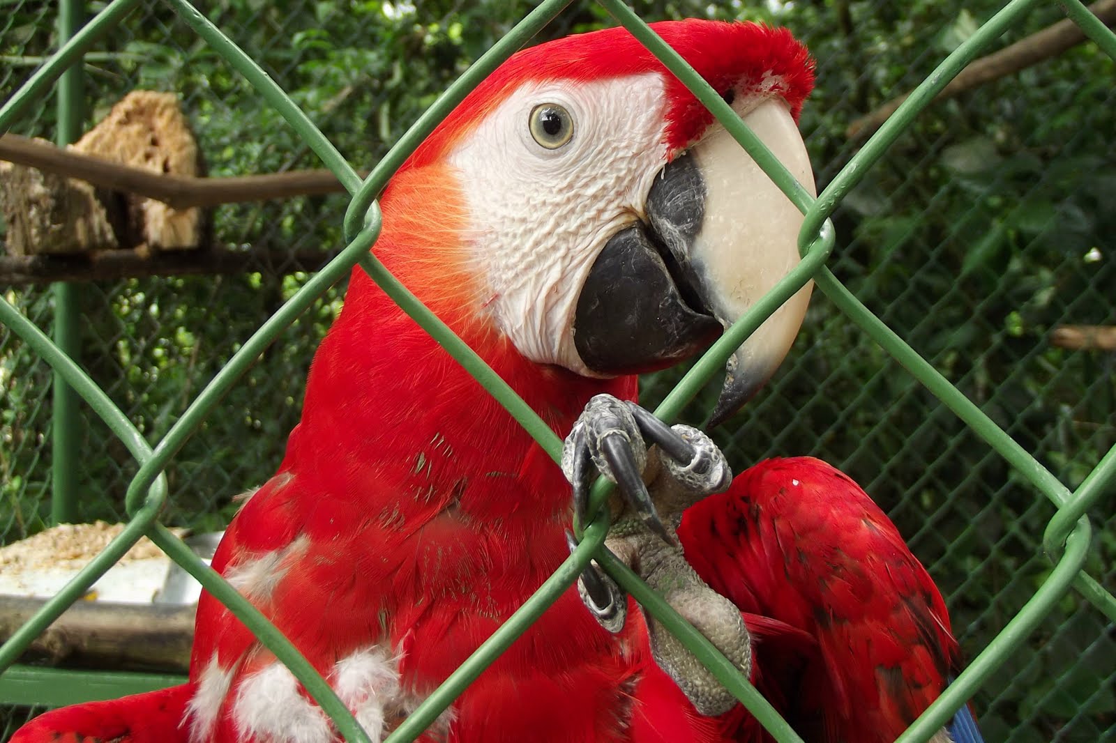 Jungle and Rainforest Art of Costa Rica "Scarlet Macaw Rescue Costa Rica"