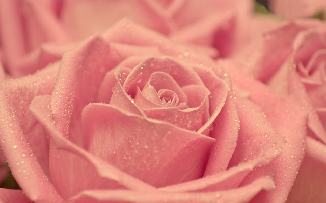 Flores Rosas Rosadas