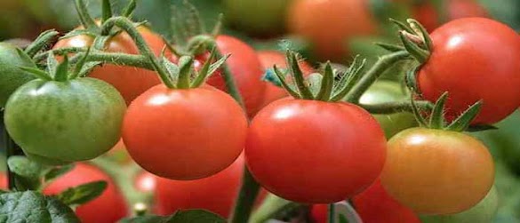 8 Manfaat Tomat Untuk Kesehatan dan Kecantikan