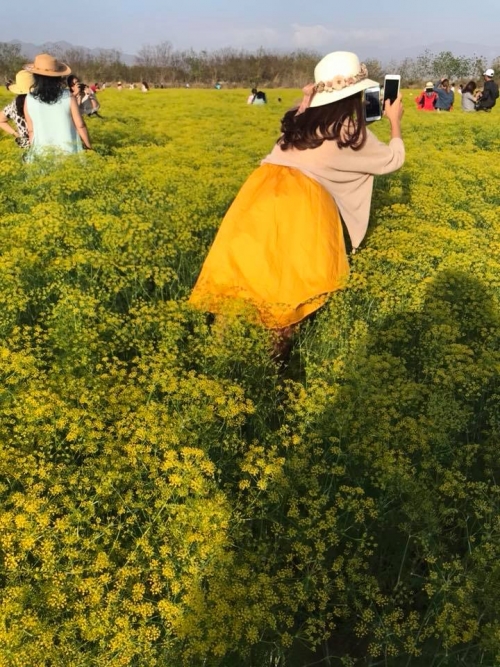 Chùm ảnh TAN THƯƠNG về cánh đồng hoa thì là gây sốt Ninh Thuận