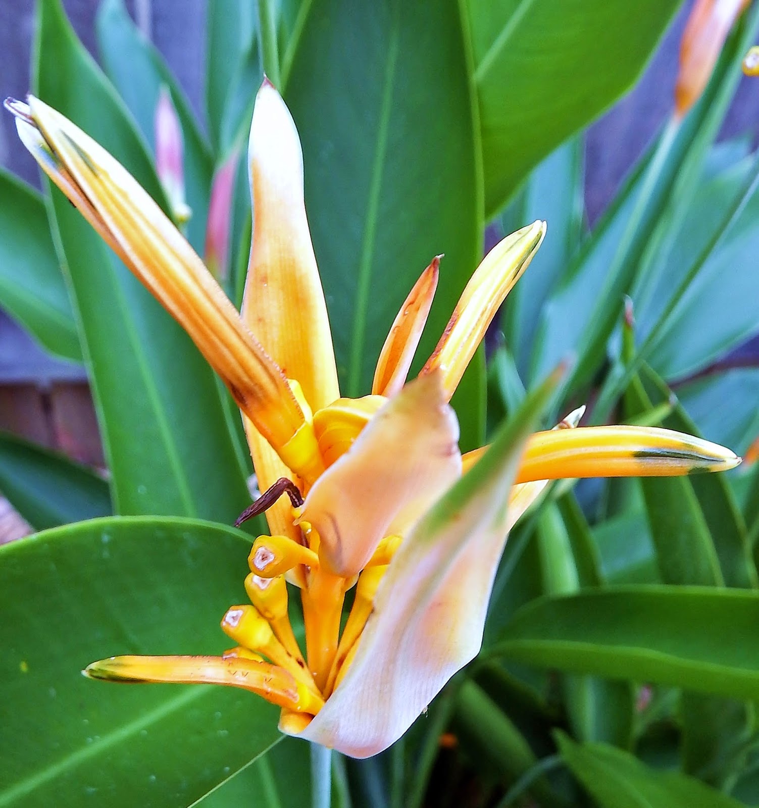 A WHITEWASHED COTTAGE Lobster Claw