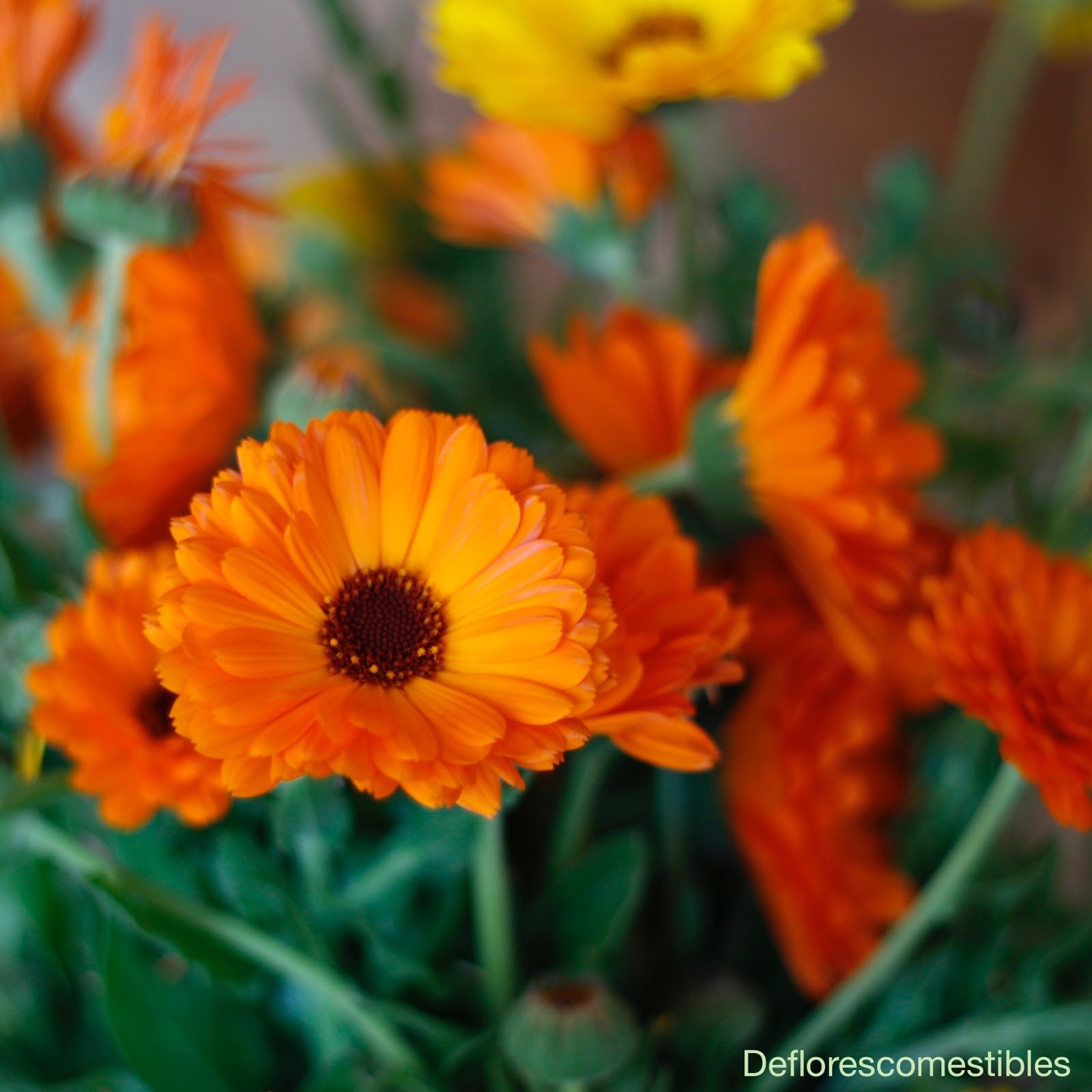 Flor caléndula | De flores comestibles