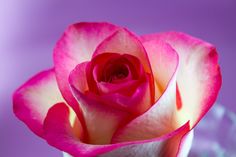 rose flower images