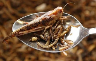 Επτά λόγοι για να τρώτε έντομα