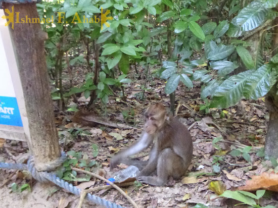 Monkey thief at Puerto Princesa Underground River