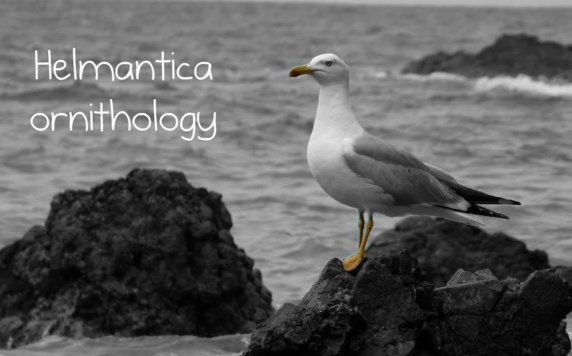 Helmantica ornithology