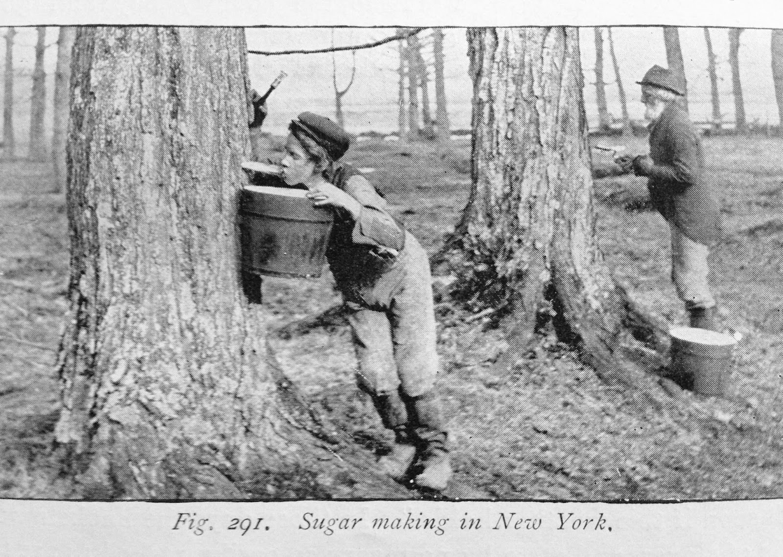 FEAST EVERYDAY Maple Syrup the Oldfashioned Way