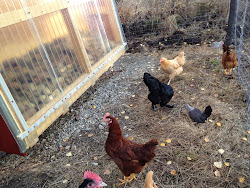 coop chicken flux northern efficient alaska built energy