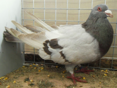 romain pigeon - utility pigeons