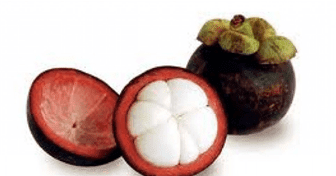 Angka Erek Erek Buah Manggis 2d 3d 4d Dalam Buku Mimpi