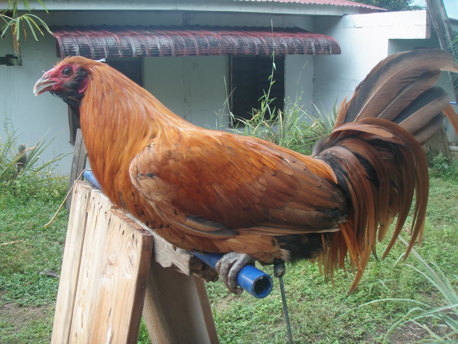 Sarawak Gamefowl Farm Banda Pipit Beragum ( Gold Muff Mark)